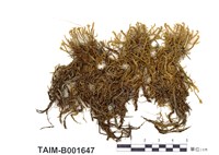 藏品(澤苔)的圖片